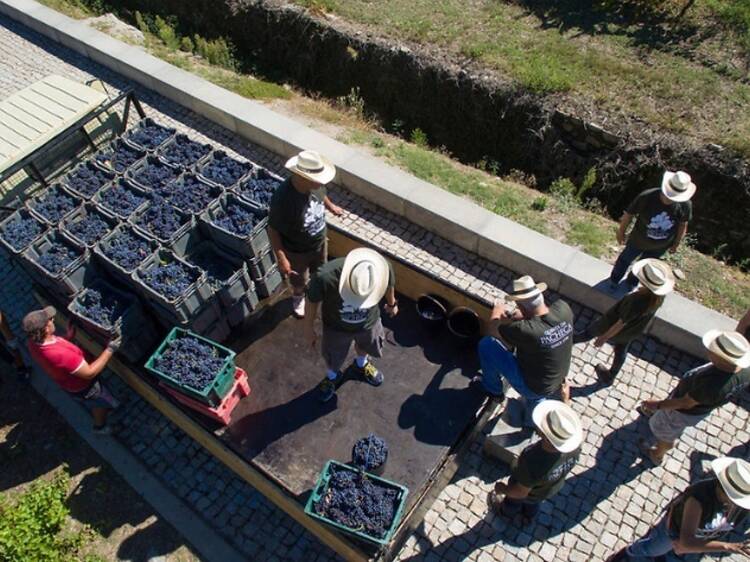 Quinta da Pacheca Quinta da Pacheca