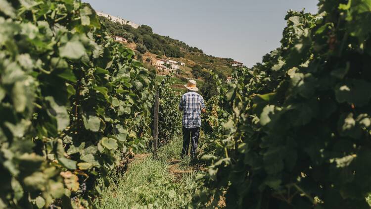 Torel Quinta da Vacaria Torel Quinta da Vacaria