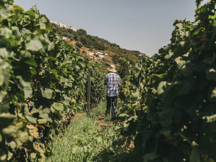 Torel Quinta da Vacaria Torel Quinta da Vacaria