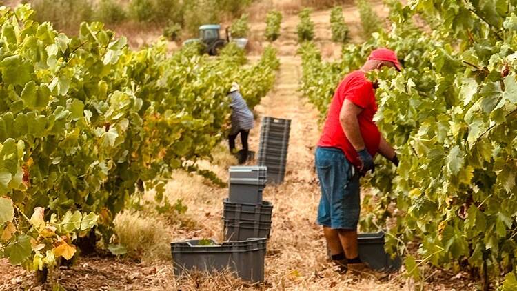 João Portugal Ramos