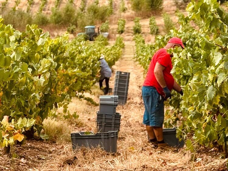 João Portugal Ramos