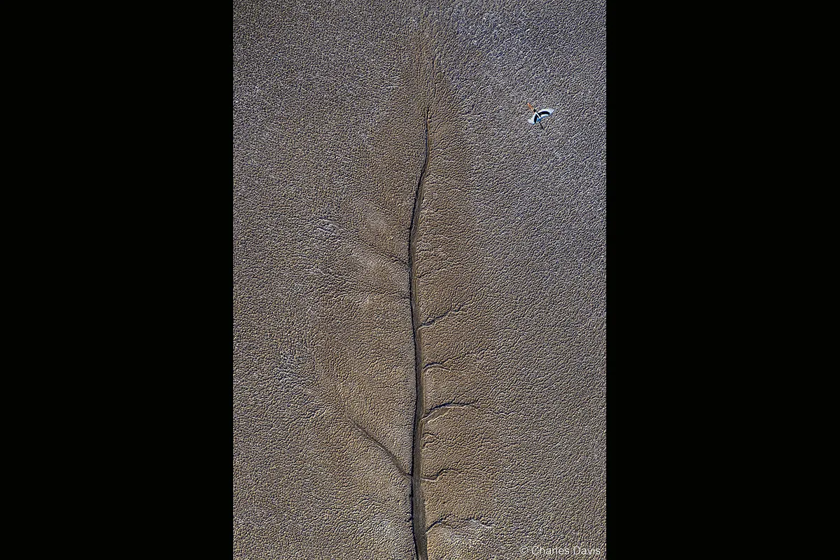 Photo of leaf