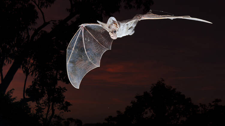 Bat flying