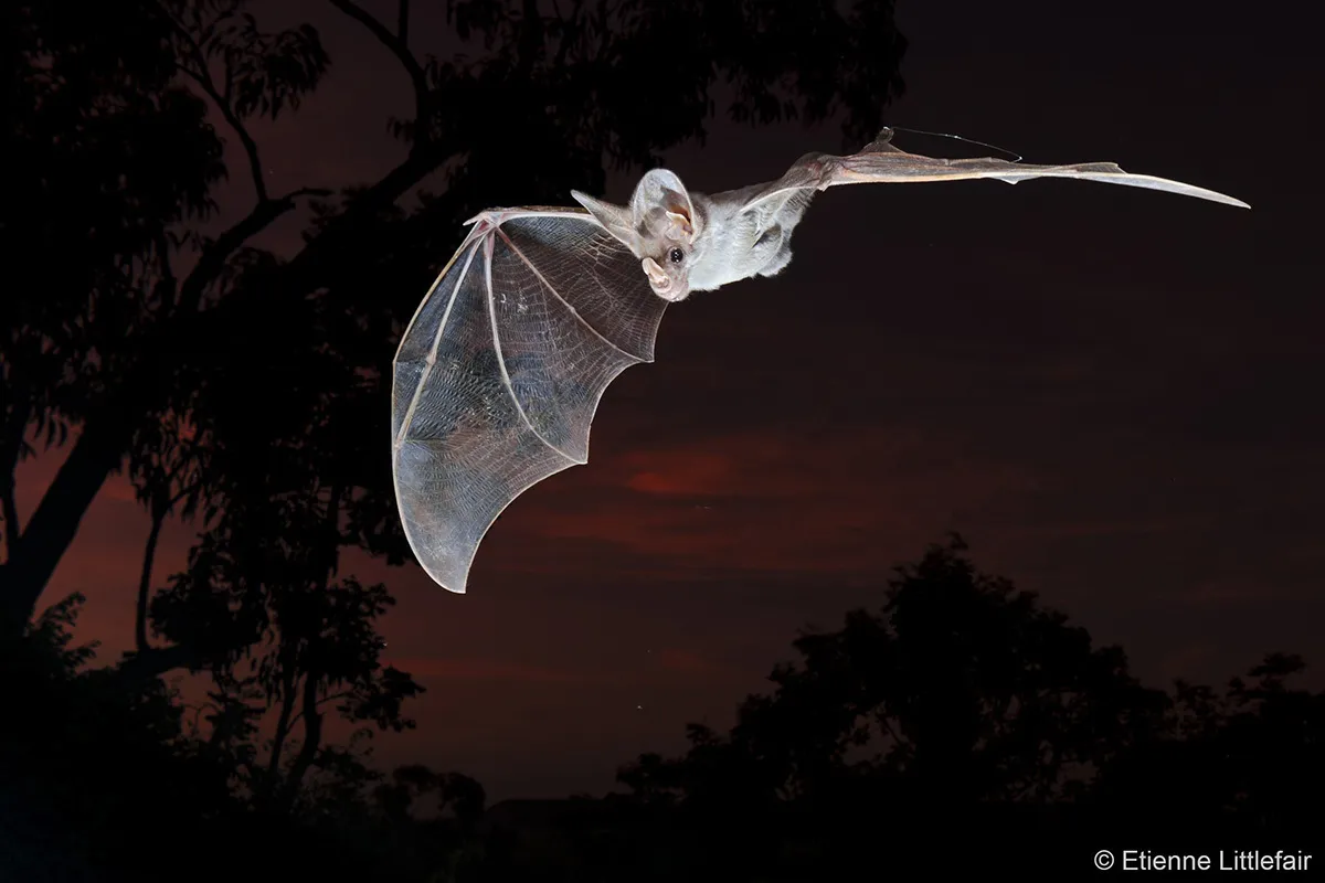 Bat flying