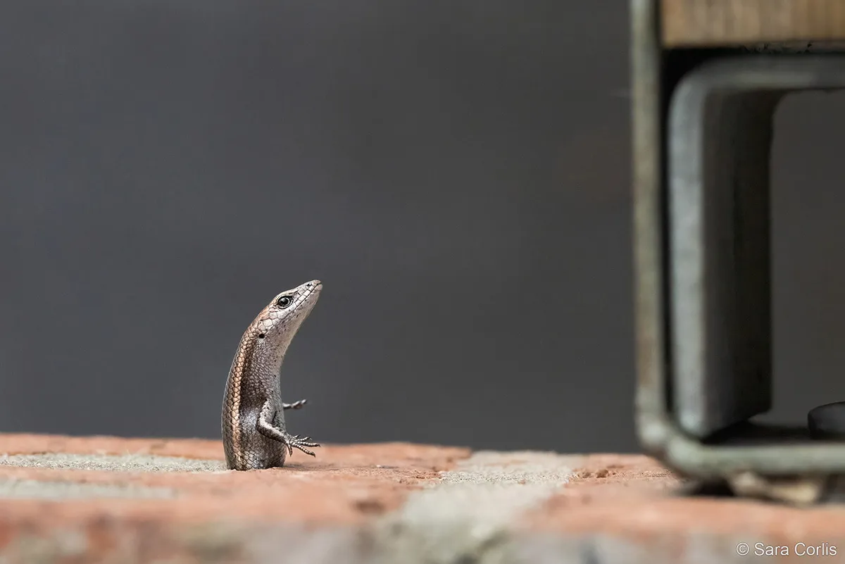 Lizard on floor