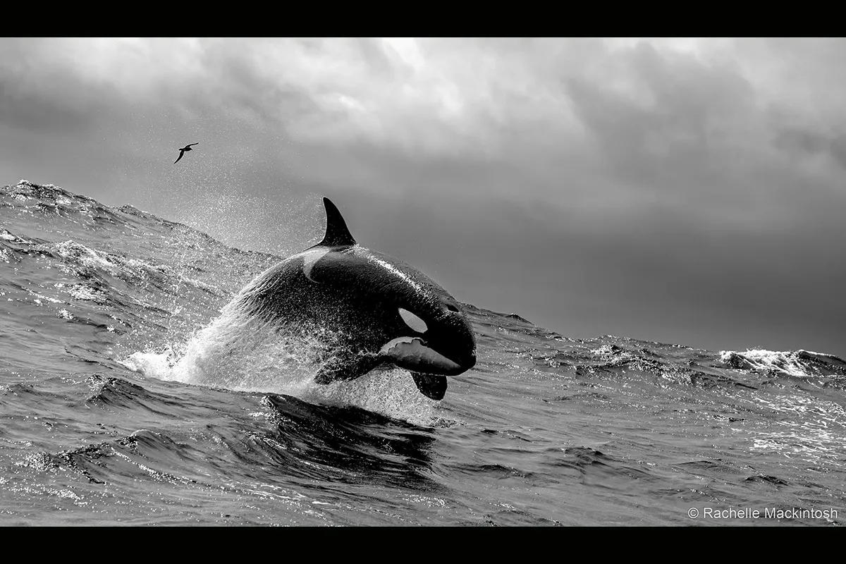 Orca in ocean