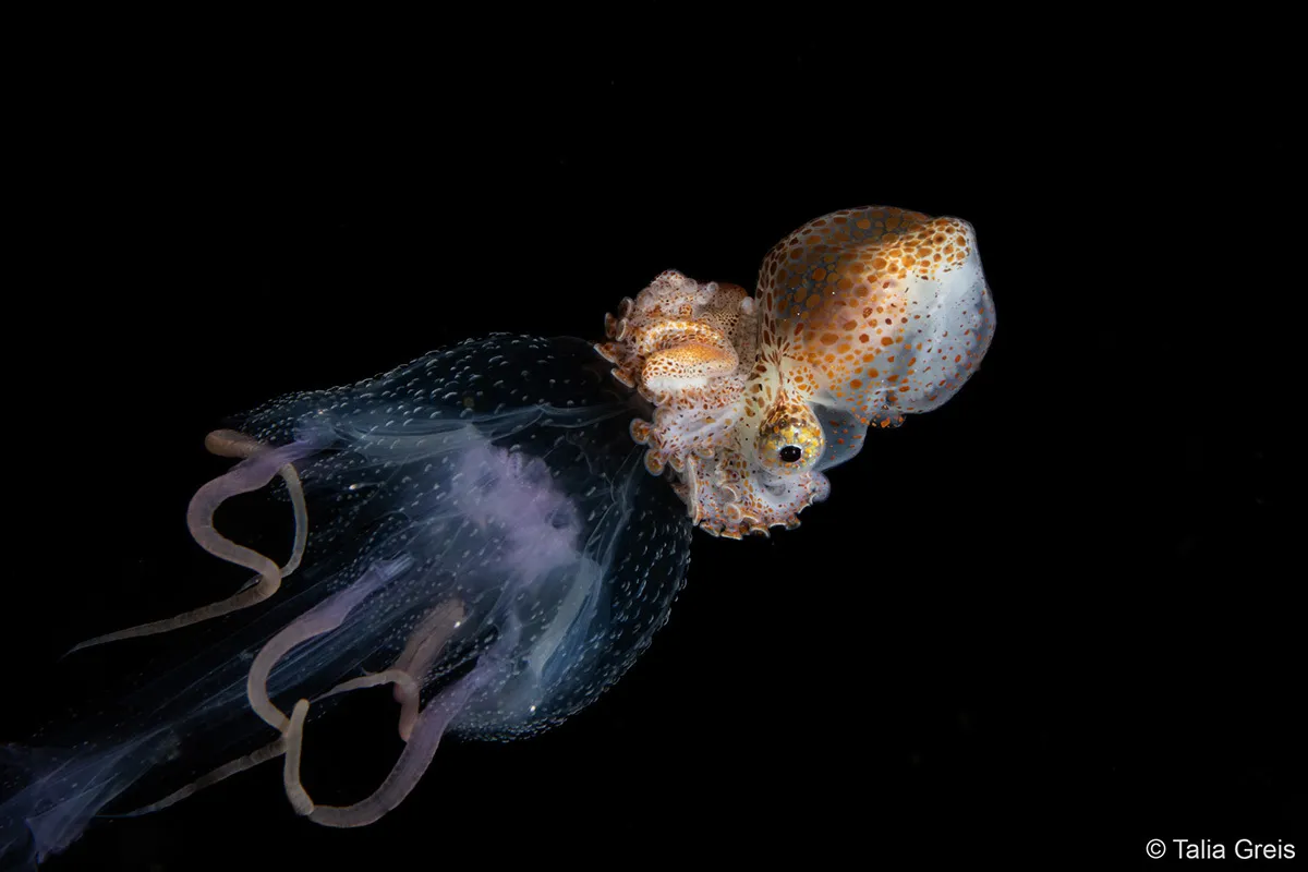Squid in dark water