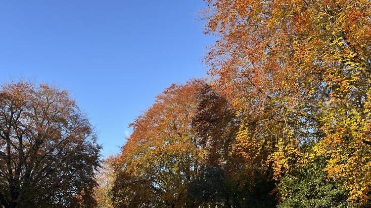 Autumn leaves against a blue sky