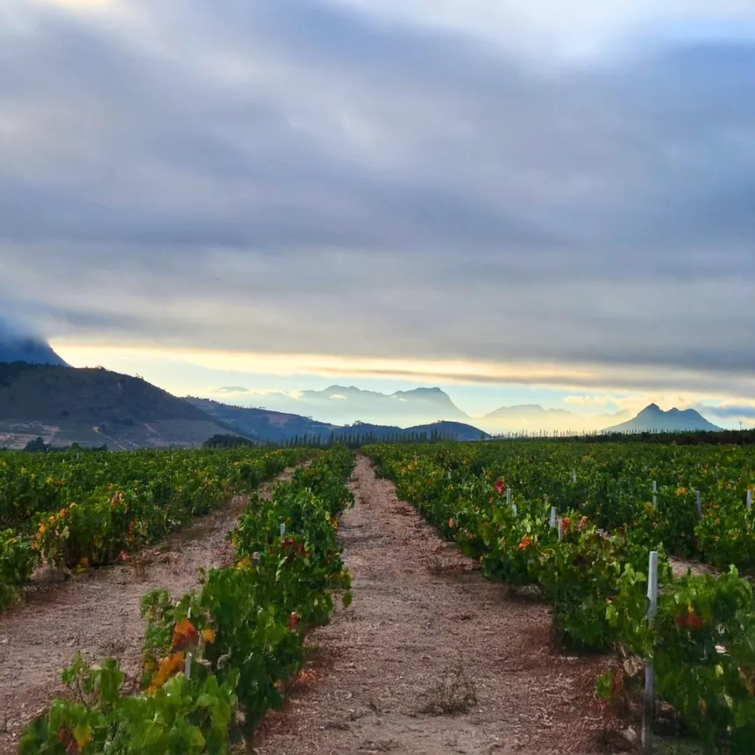 L’Avenir Wine Estate, Stellenbosch