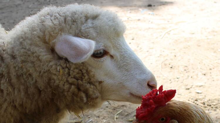 Ir ao campo sem sair da cidade