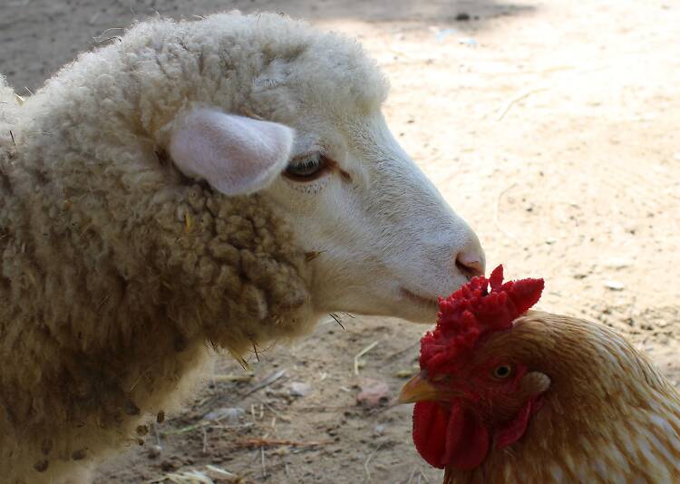 Ir ao campo sem sair da cidade