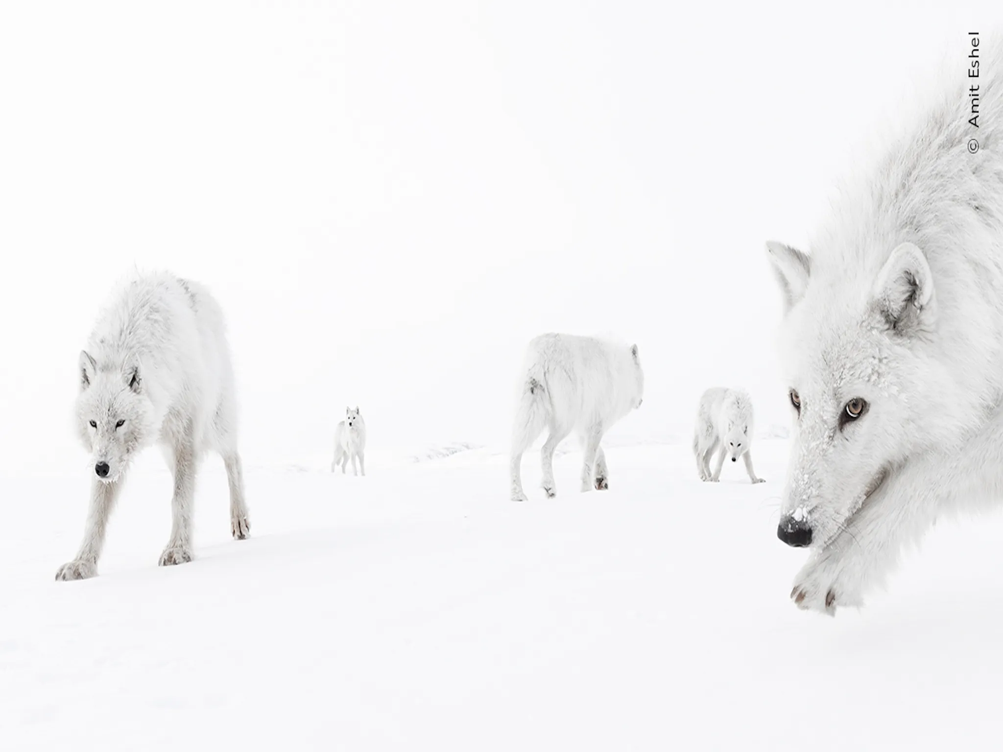 Polar bears walking on snow