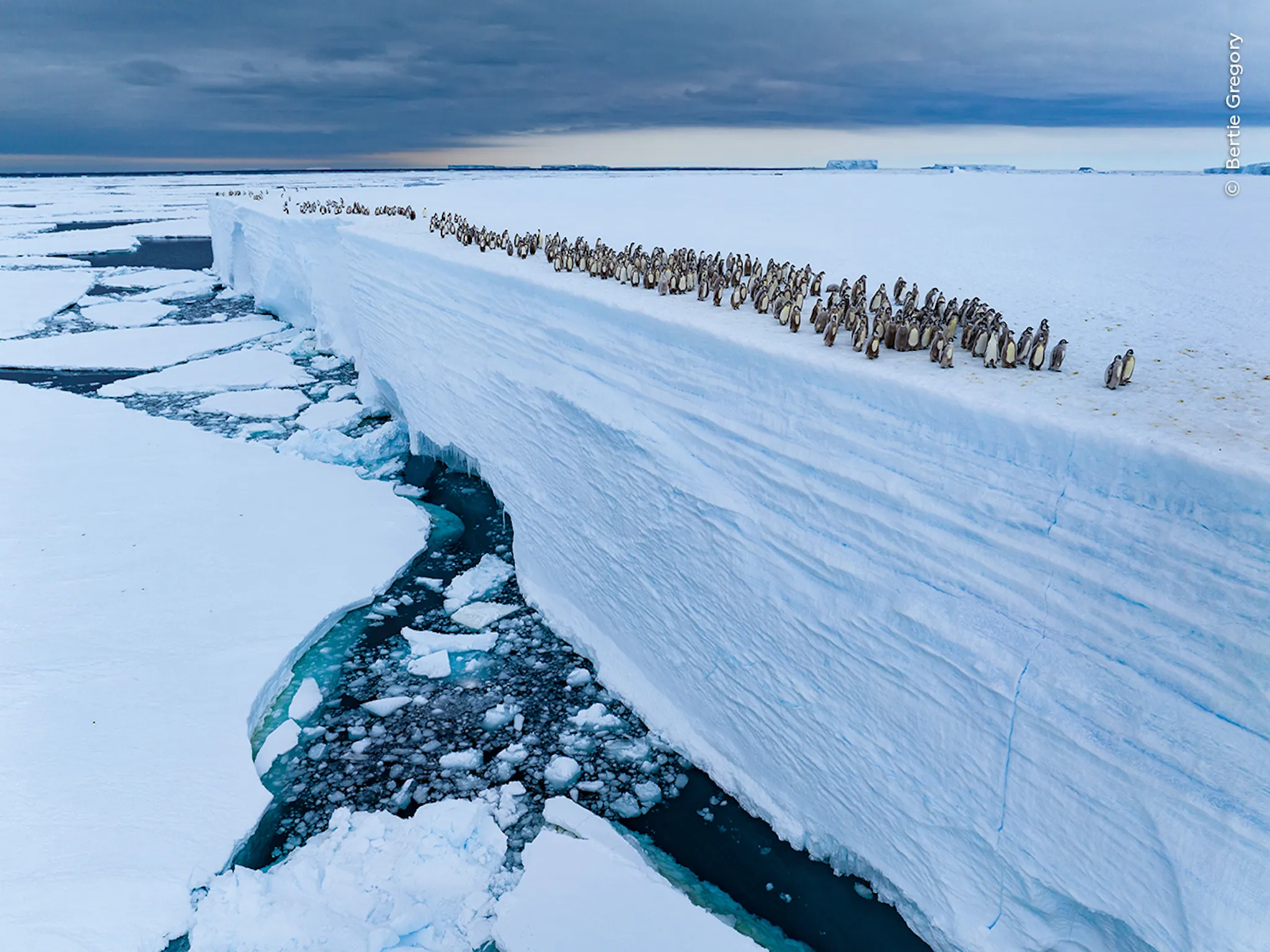 Penguins walking on a cliff
