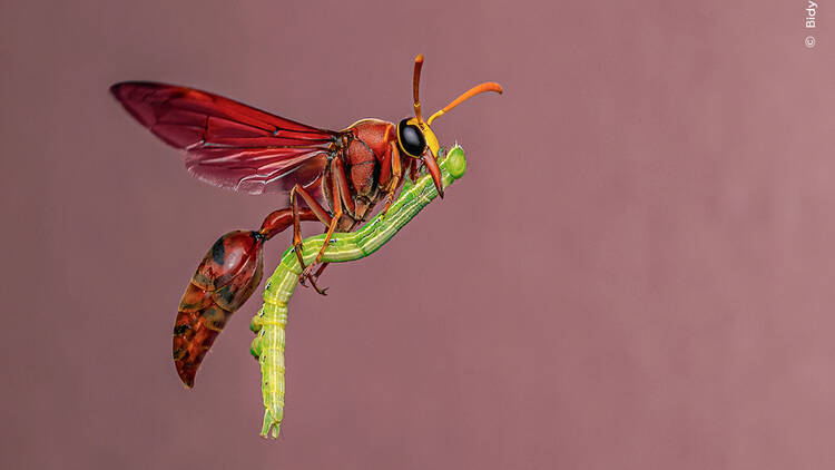 An insect clinging onto a plant