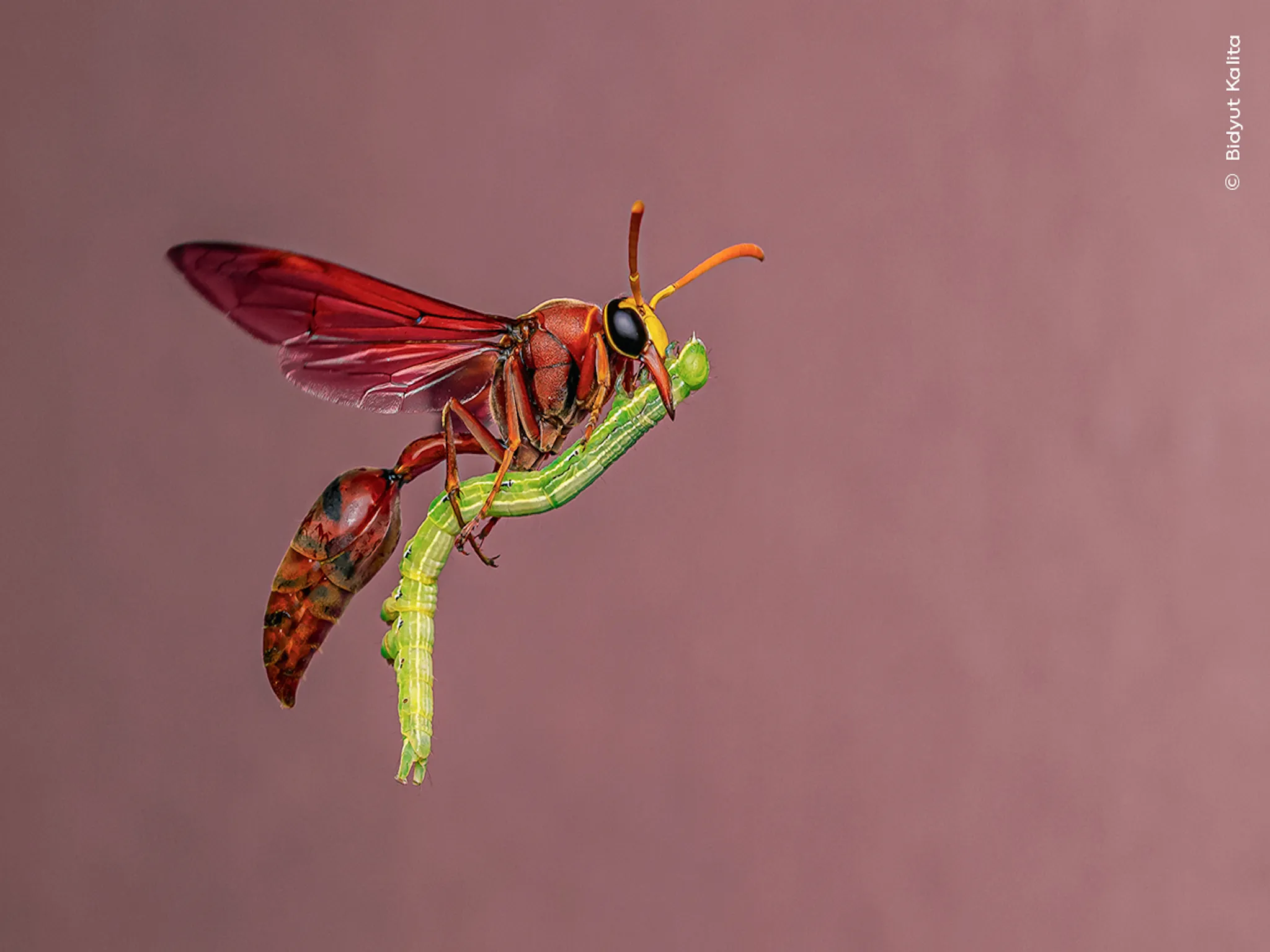 An insect clinging onto a plant