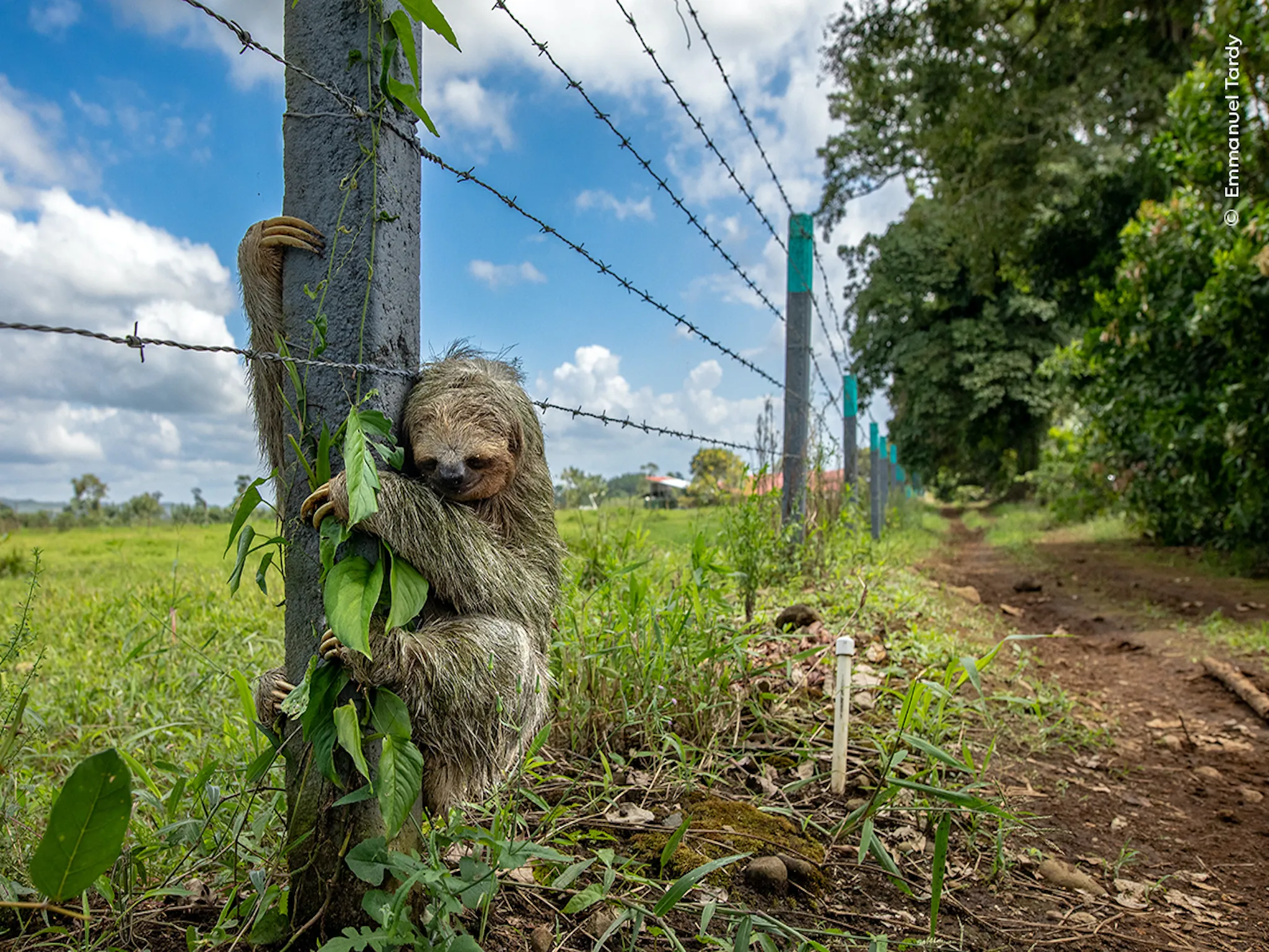 A sloth wrapped around a barbed wire fence