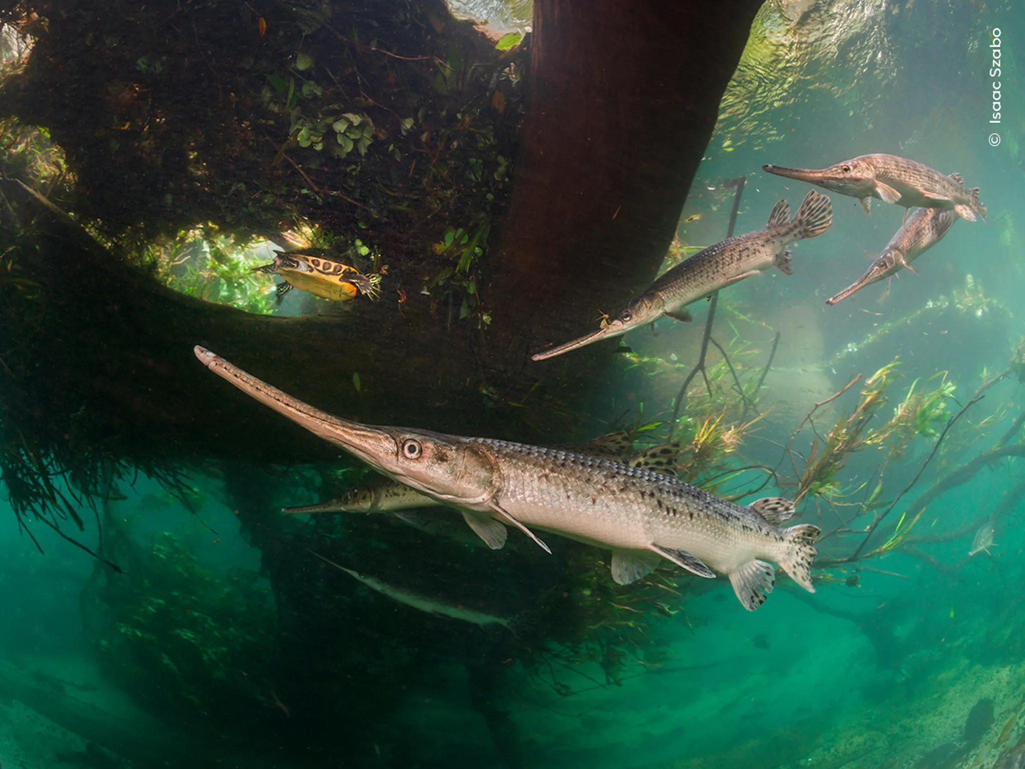 A large female Longnose Gar is chased by a group of smaller male