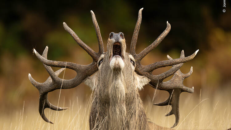A moose tilting its head up 
