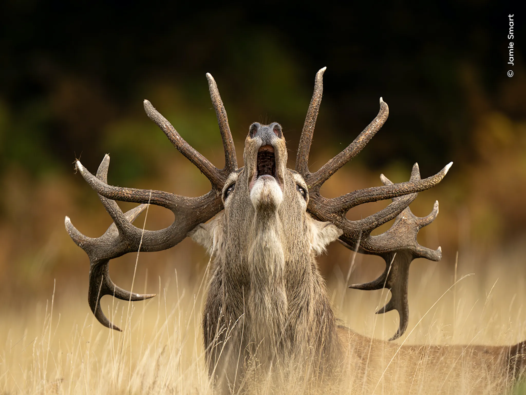 A moose tilting its head up
