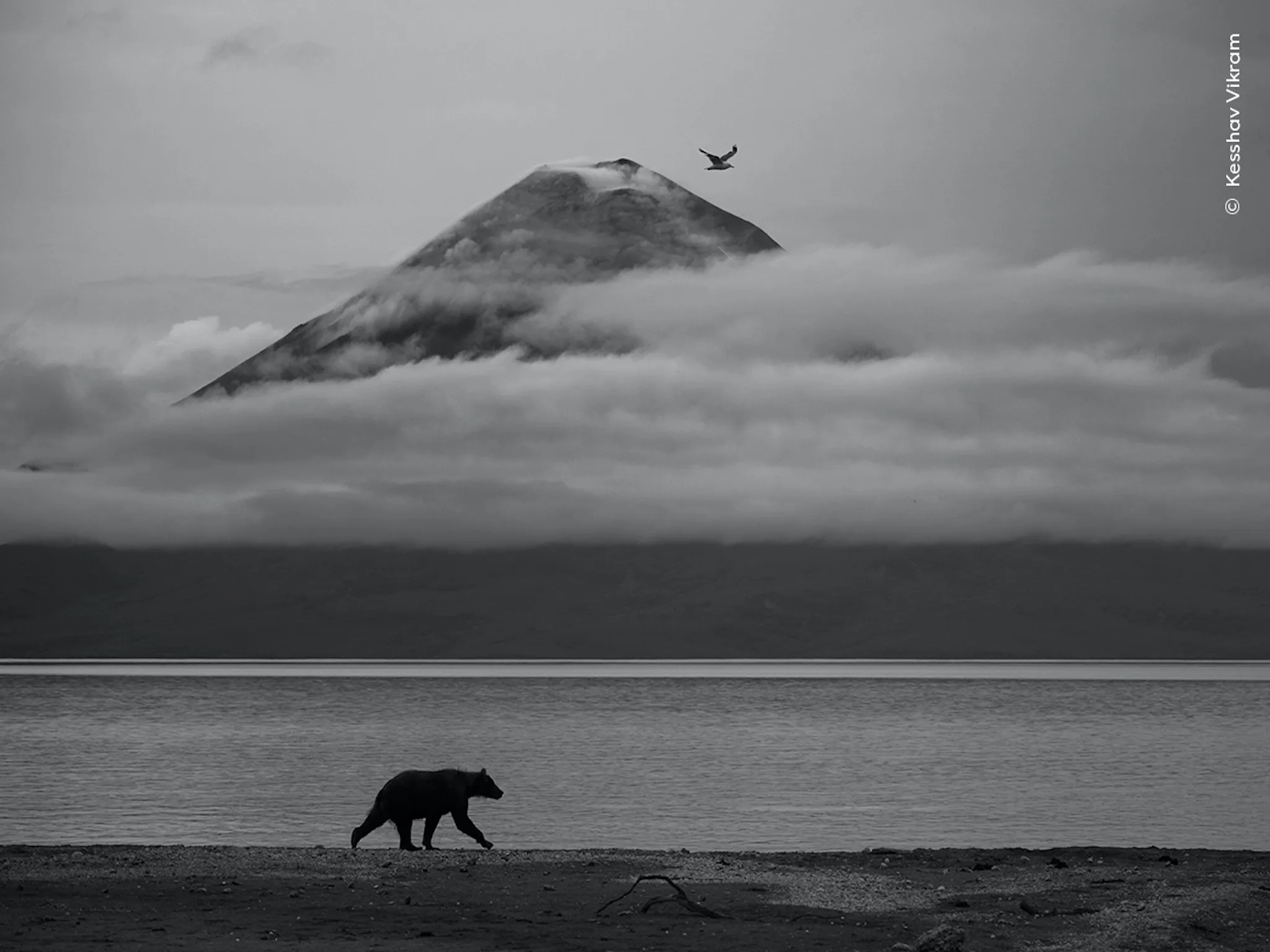 A bear walking by a mountain