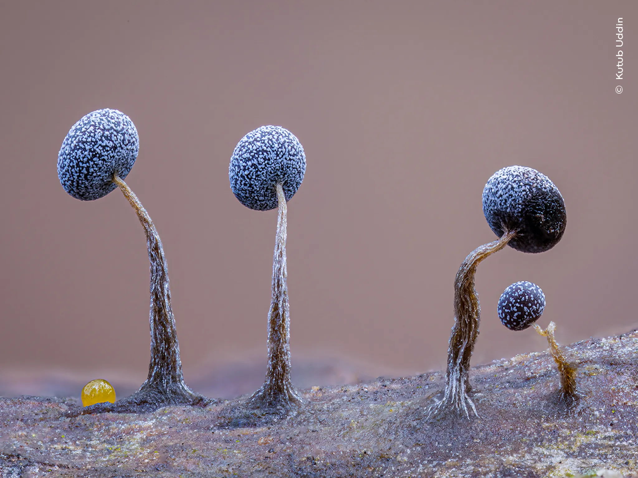 A plant with a bulbous blue tip