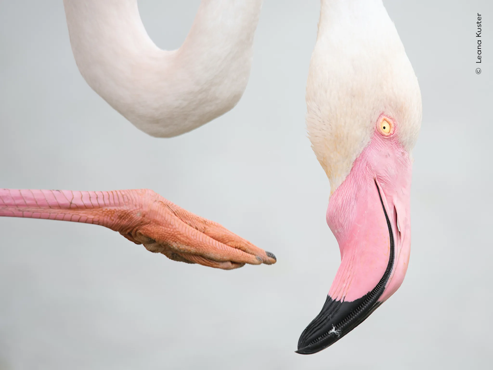 A close-up of a flamingo
