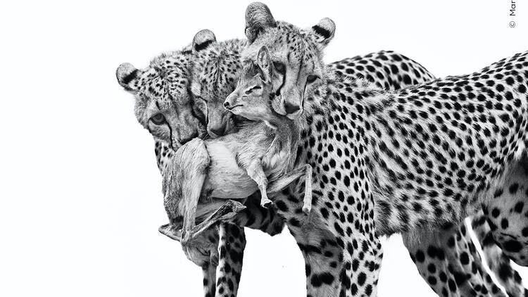 Leopards holding onto a baby goat