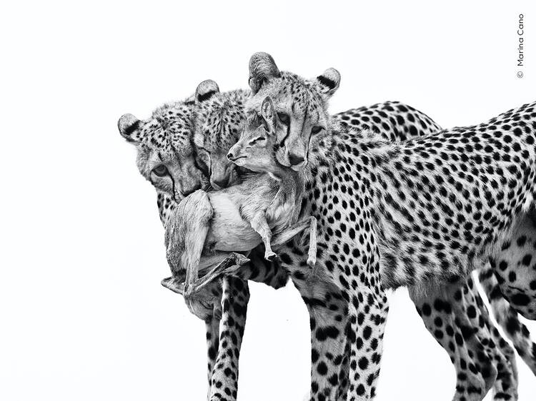 Wildlife Photographer of the Year 2025: First batch of stunning images revealed Wildlife Photographer of the Year 2025: First batch of stunning images revealed