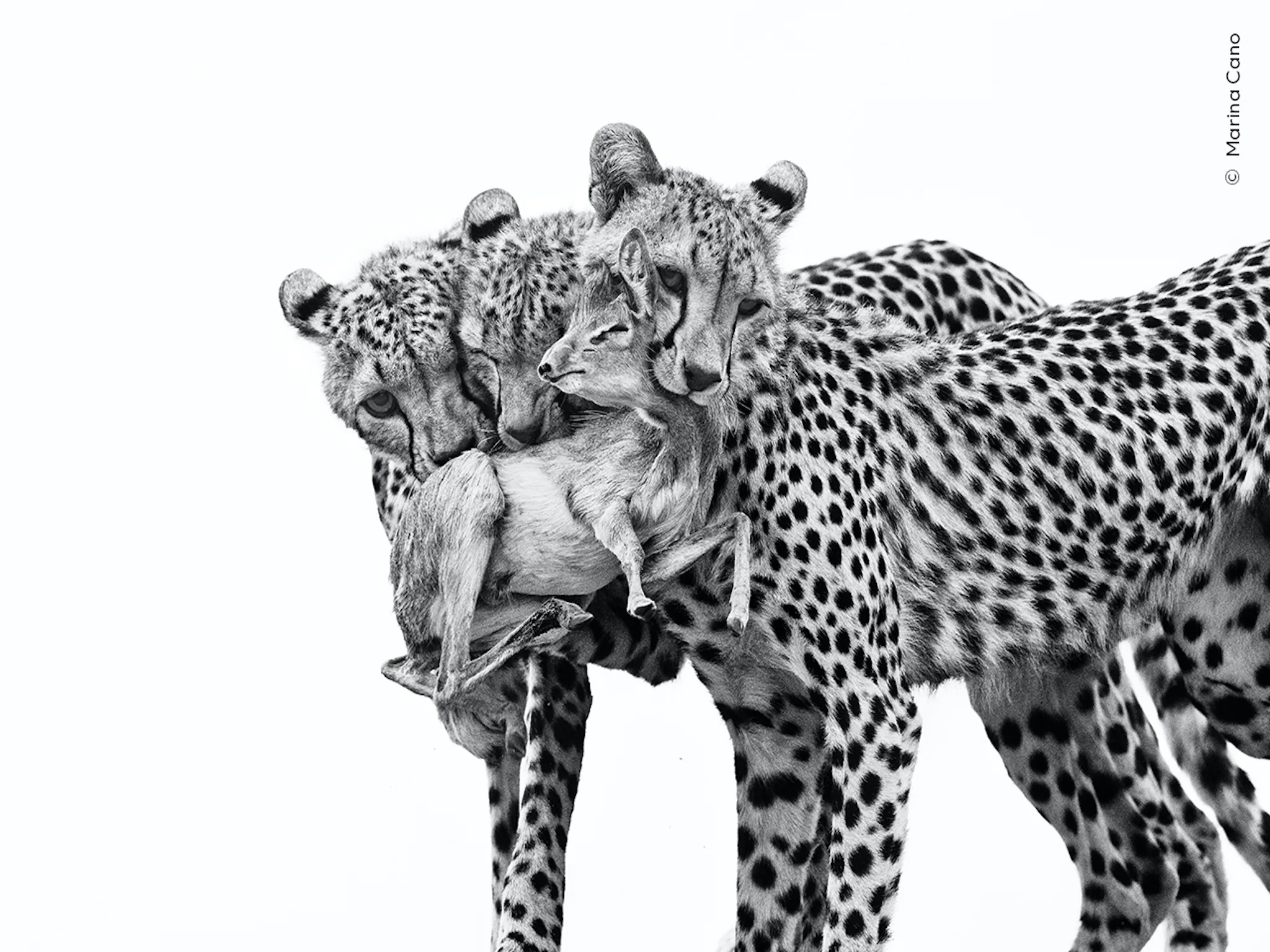 Leopards holding onto a baby goat