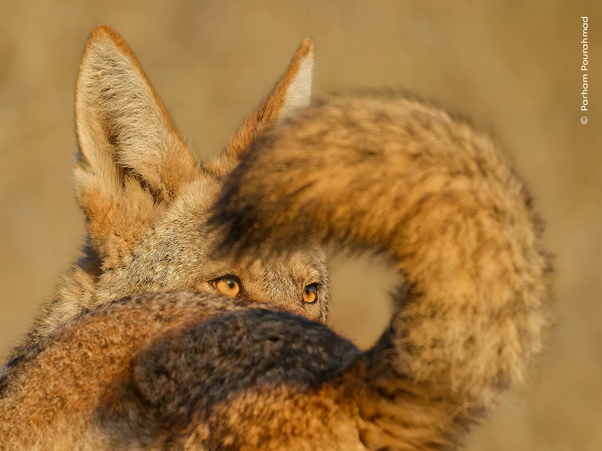 A fox with a tail curled up