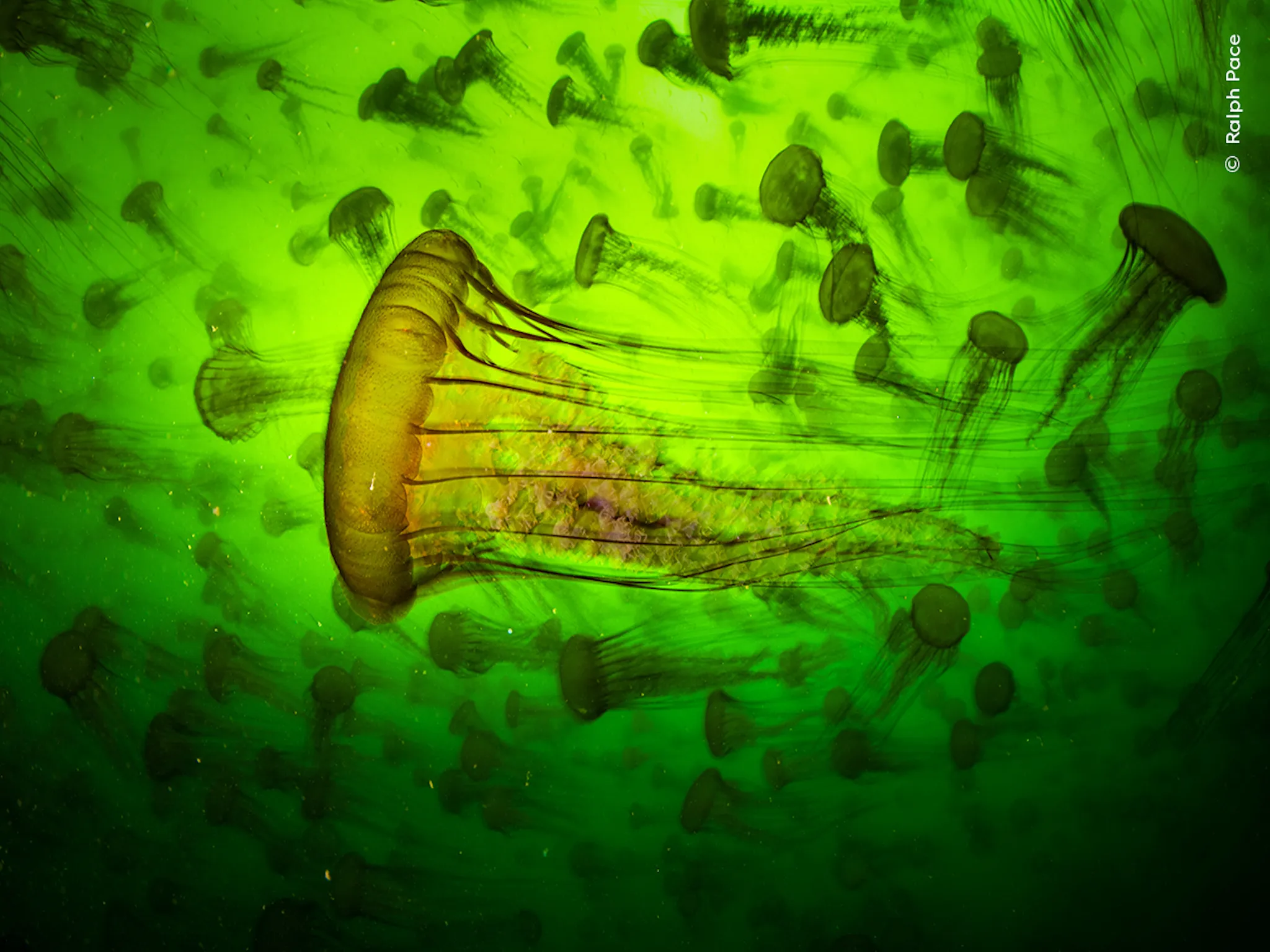 Pacific sea nettles gliding throught the water