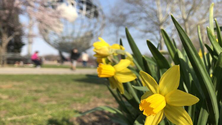 daffodils in queens
