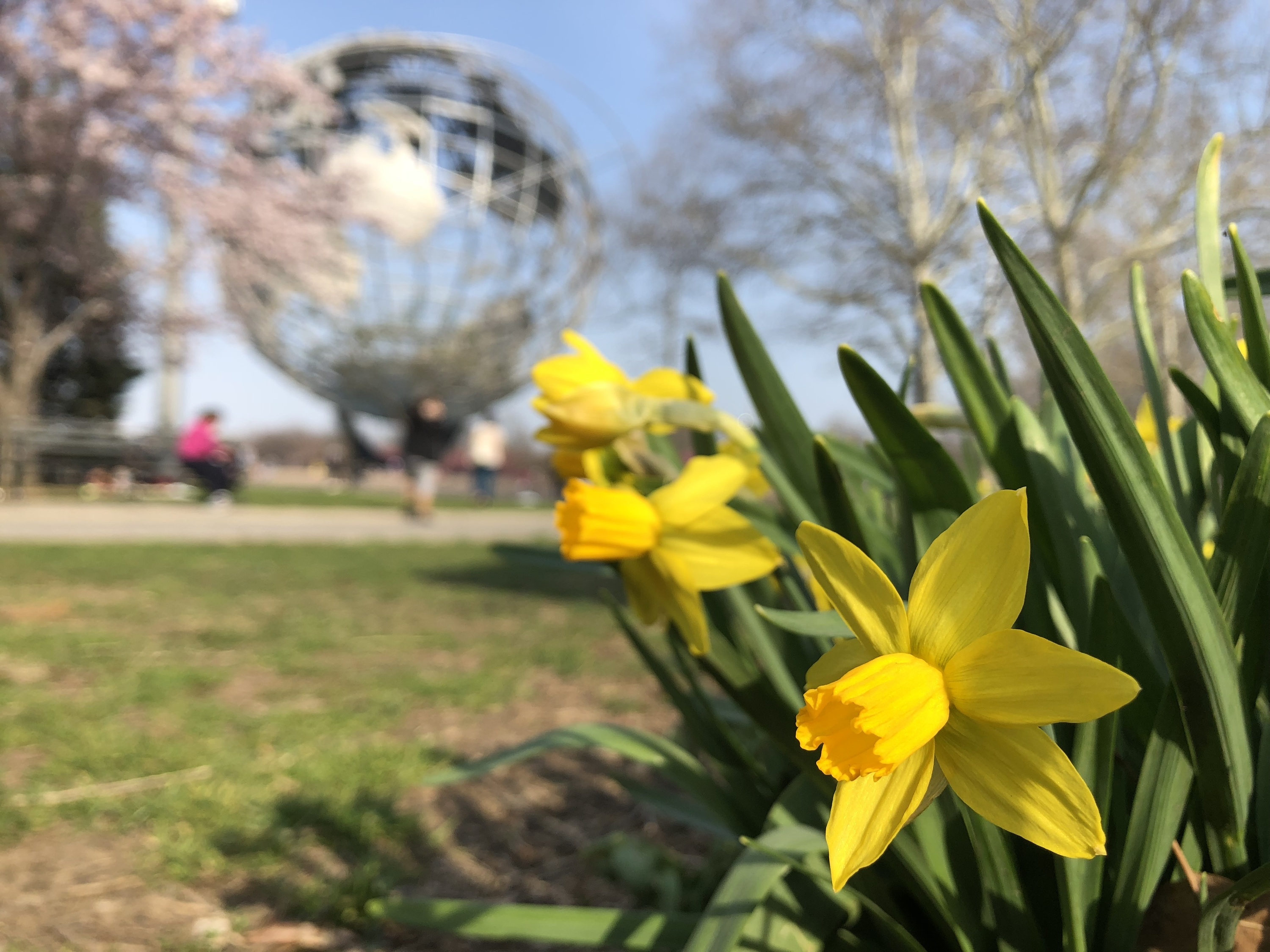 The Daffodil Project is giving out thousands of free flower bulbs in honor of 9/11 victims next month