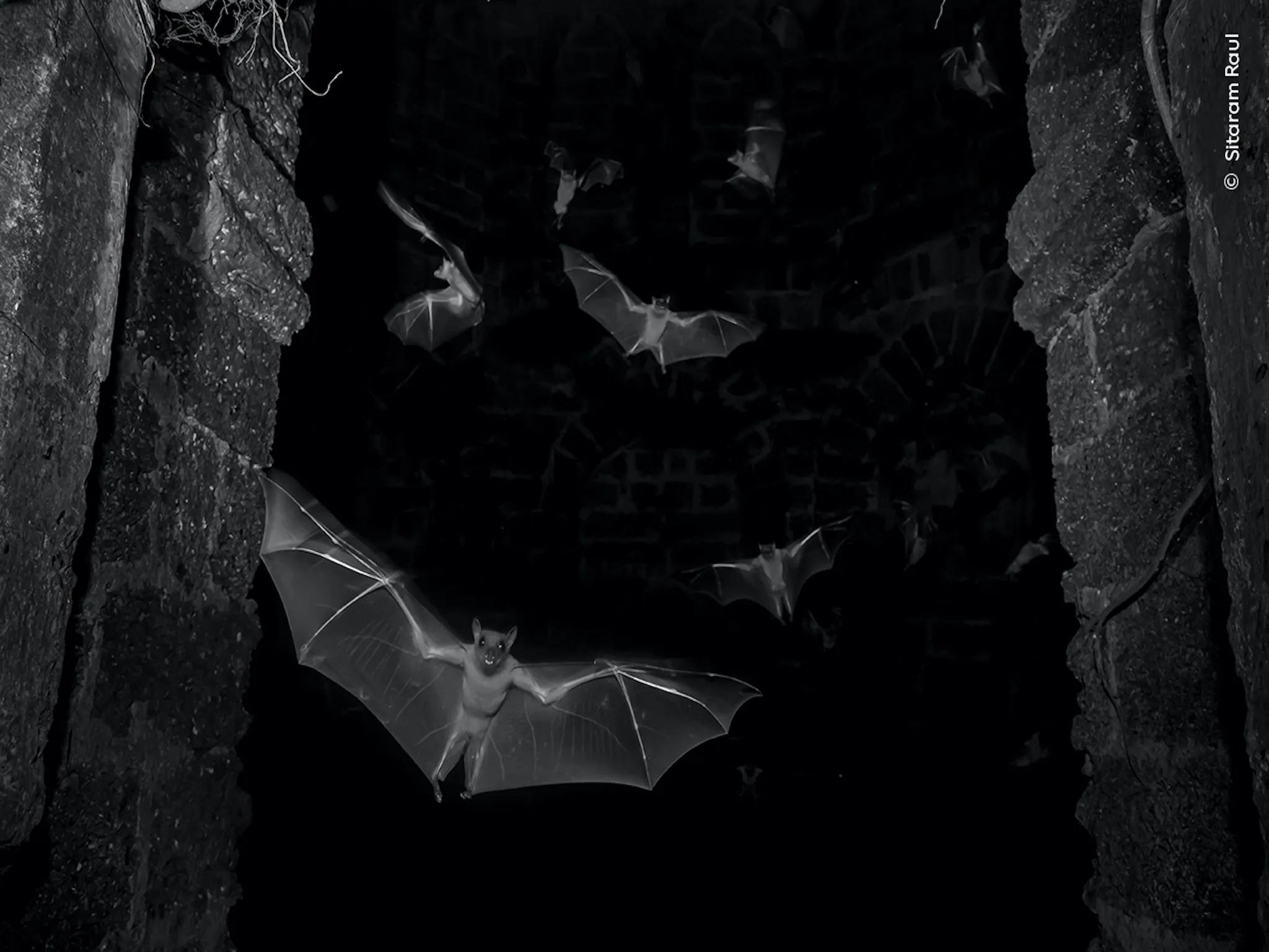 Bats with their wings extended