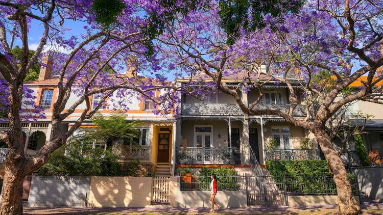 Woman walking along street with jacarandas
