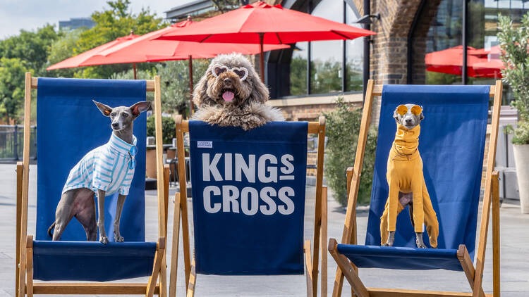 Big Woof dog festival in King's Cross
