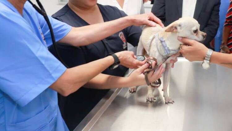Hospital Veterinario Arenal