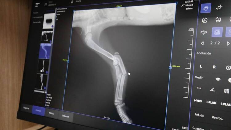 Radiografía en el Hospital Veterinario Arenal 24 horas