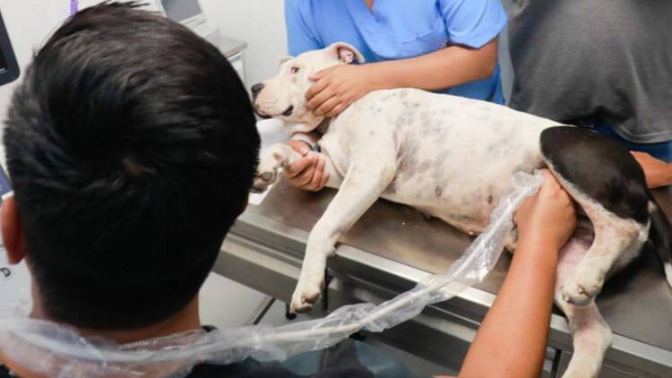 Hospital veterinario 24 horas