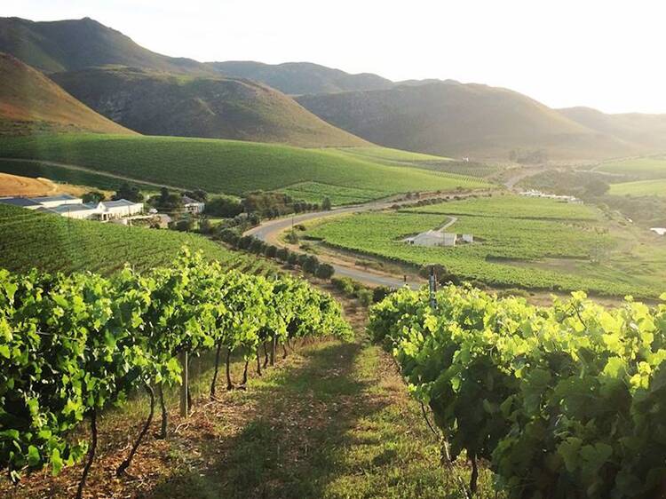 Raka wine estate