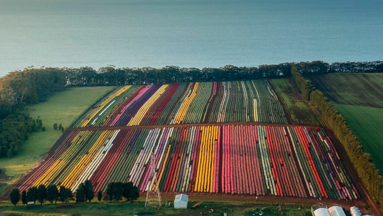 Tulip fields near ocean