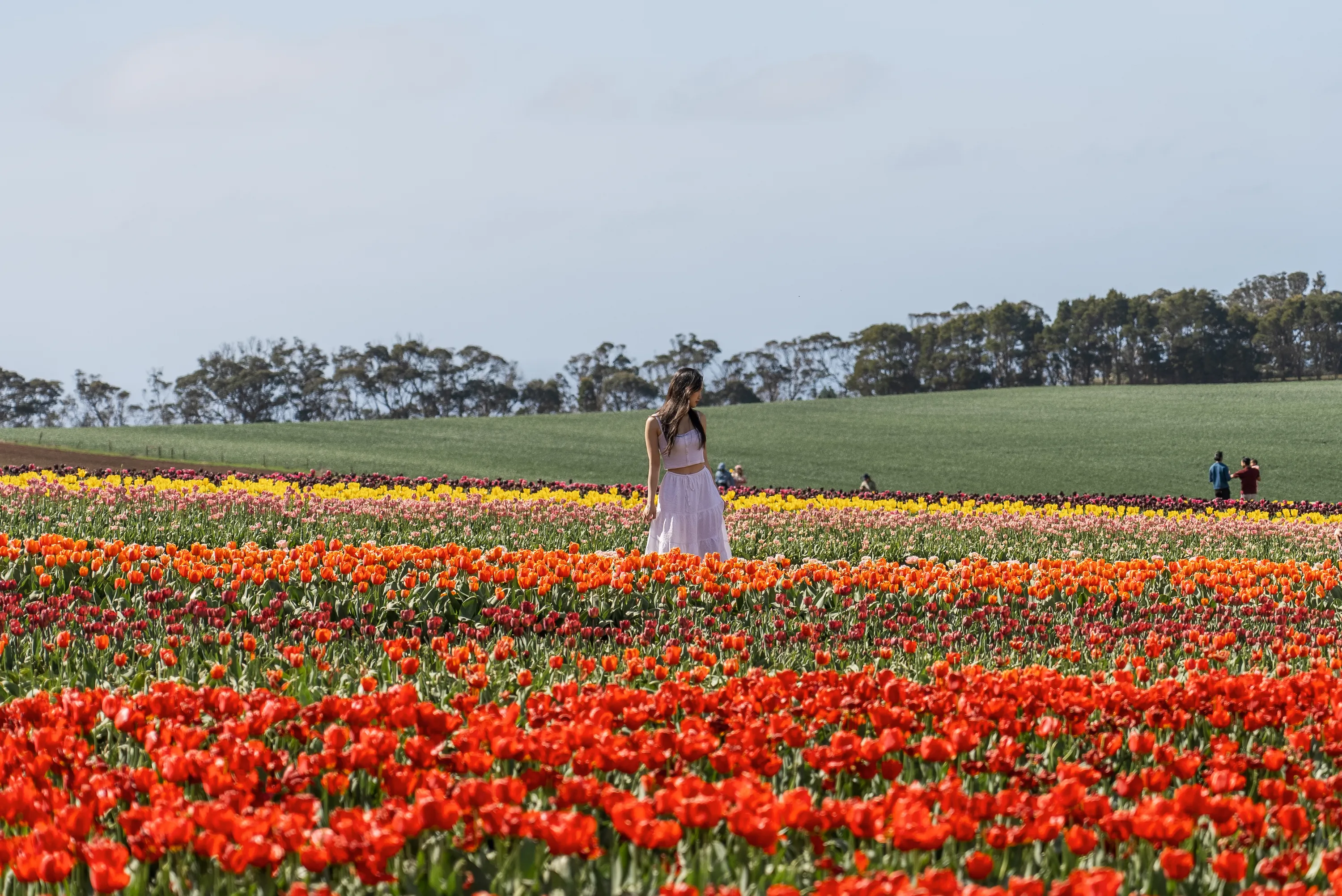 Tulip fields