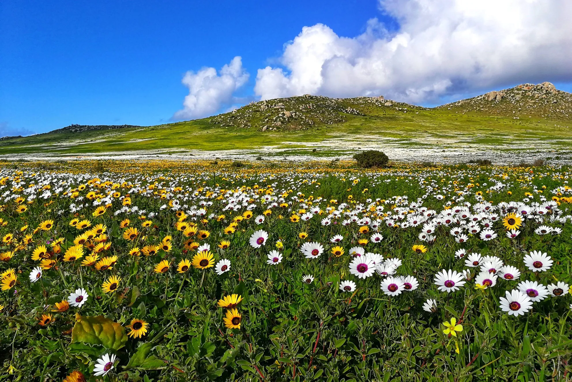 Flowers blooming at the West Coast National Park