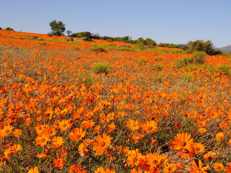 Namaqua National Park