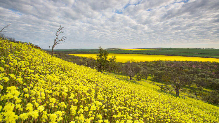 Canola fields