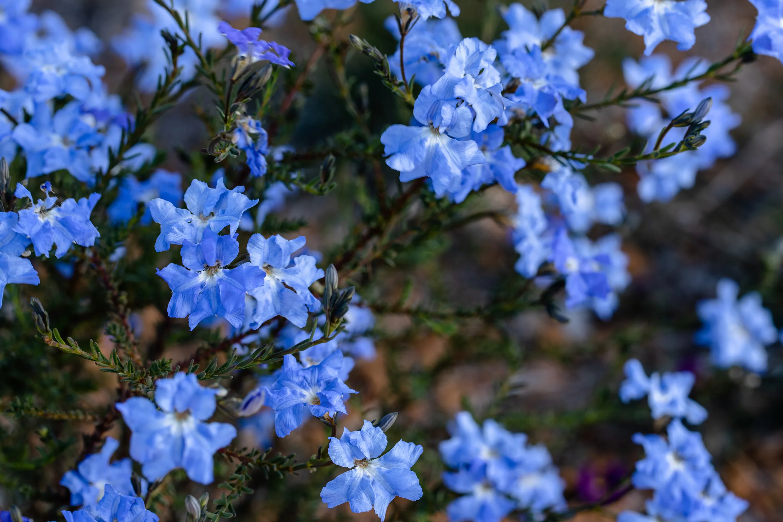 Blue flowers