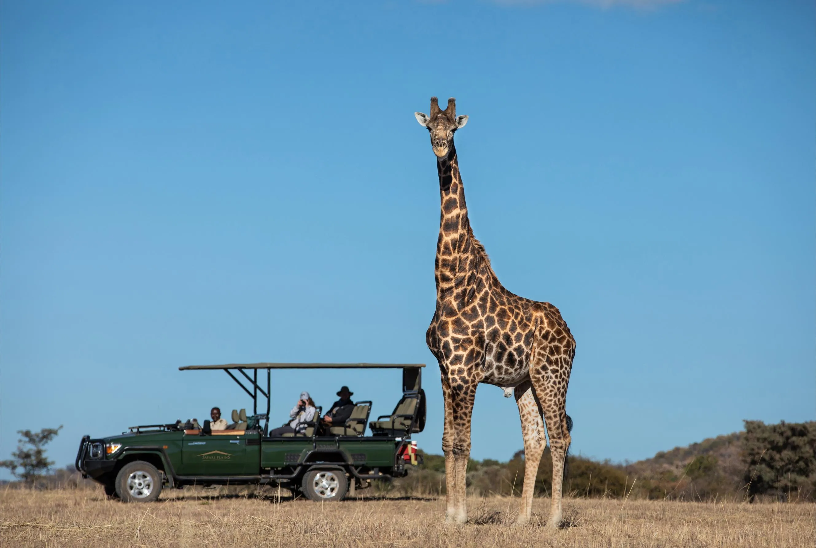 Safari Plains Giraffe
