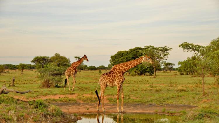 Giraffes at the watering hole at Safari Plains 