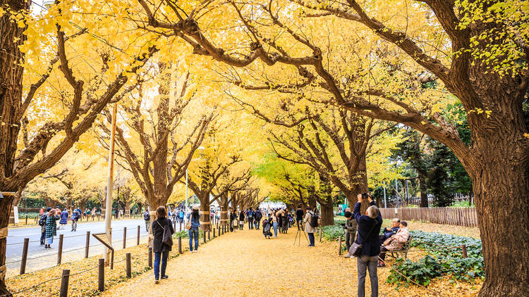 Meiji Jingu Gaien autumn leaves