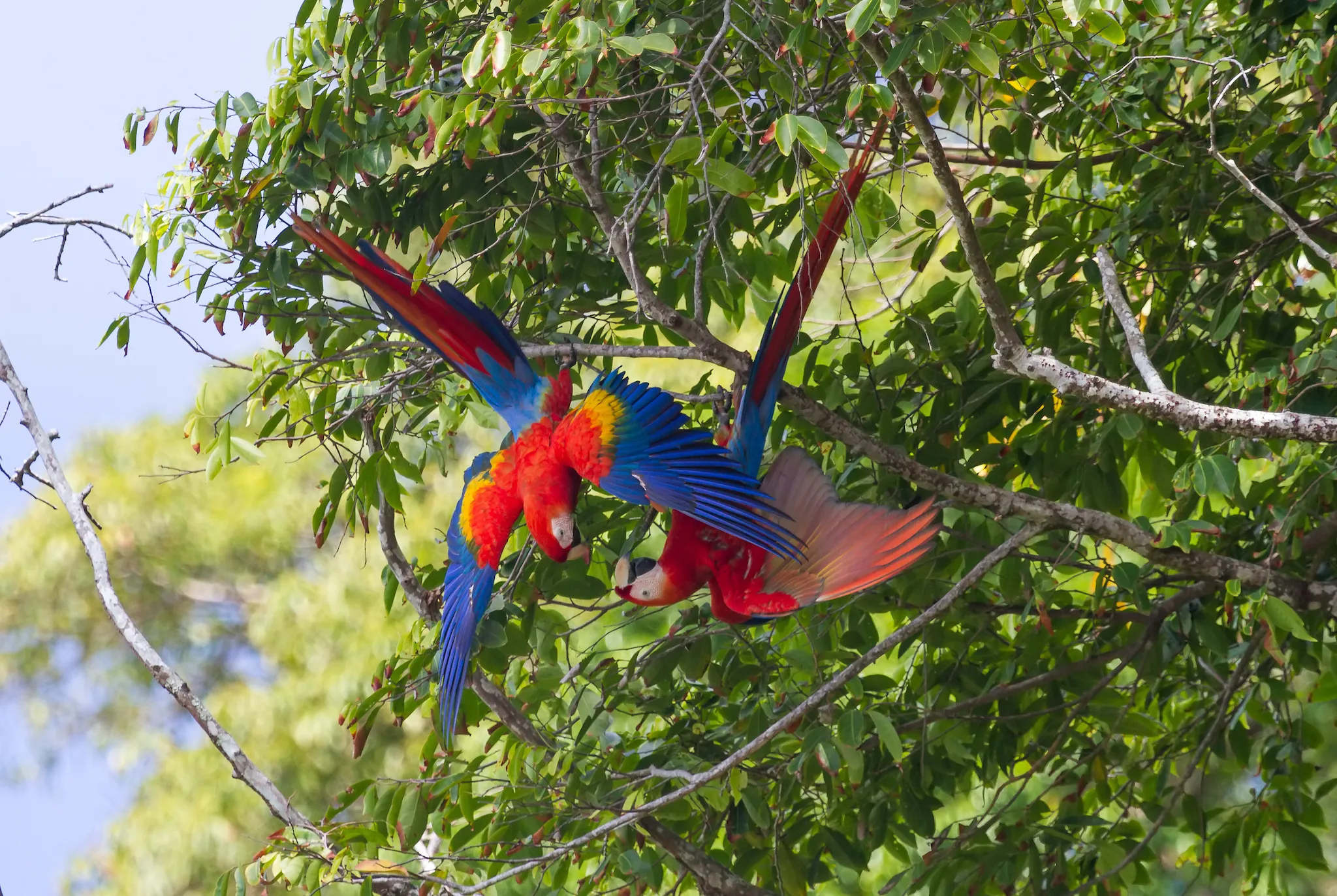 Playful scarlet macaw couple hanging upside down in a tree at Osa Peninsula, Costa Rica